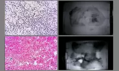 BioCyb_Wall_1_1_3