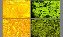 BioCyb_Wall_4